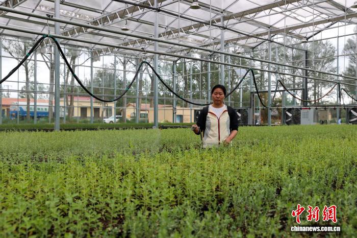 8.8探访中国首个高寒荒漠区沙生植物种质资源库2.jpeg