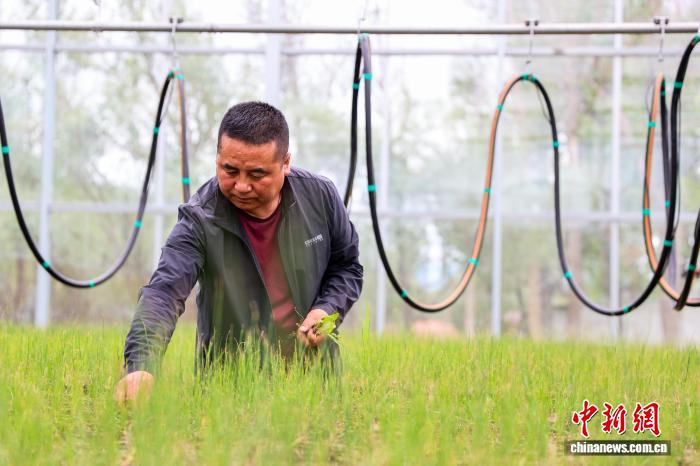 8.8探访中国首个高寒荒漠区沙生植物种质资源库3.jpeg