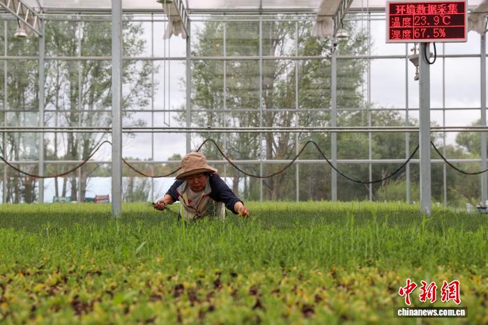 8.8探访中国首个高寒荒漠区沙生植物种质资源库6.jpeg