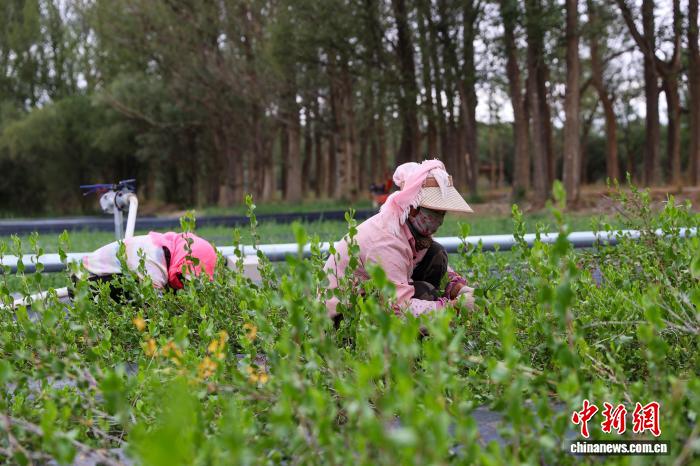 8.8探访中国首个高寒荒漠区沙生植物种质资源库5.jpeg