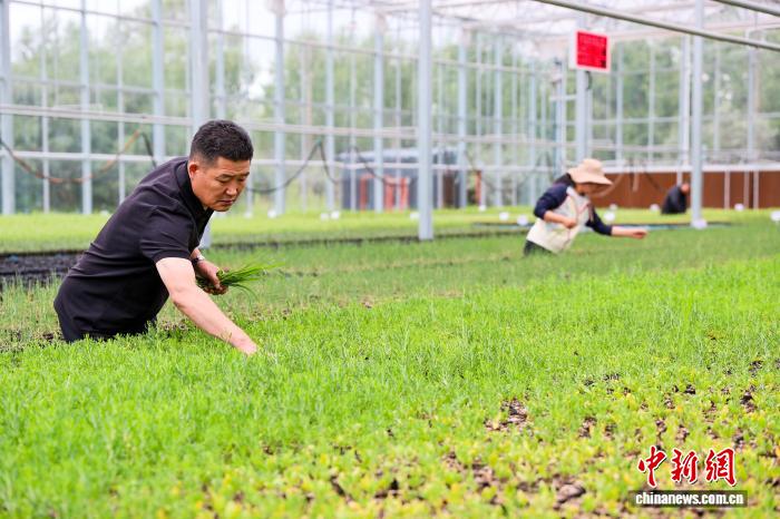 8.8探访中国首个高寒荒漠区沙生植物种质资源库7.jpeg