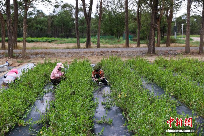 8.8探访中国首个高寒荒漠区沙生植物种质资源库10.jpeg