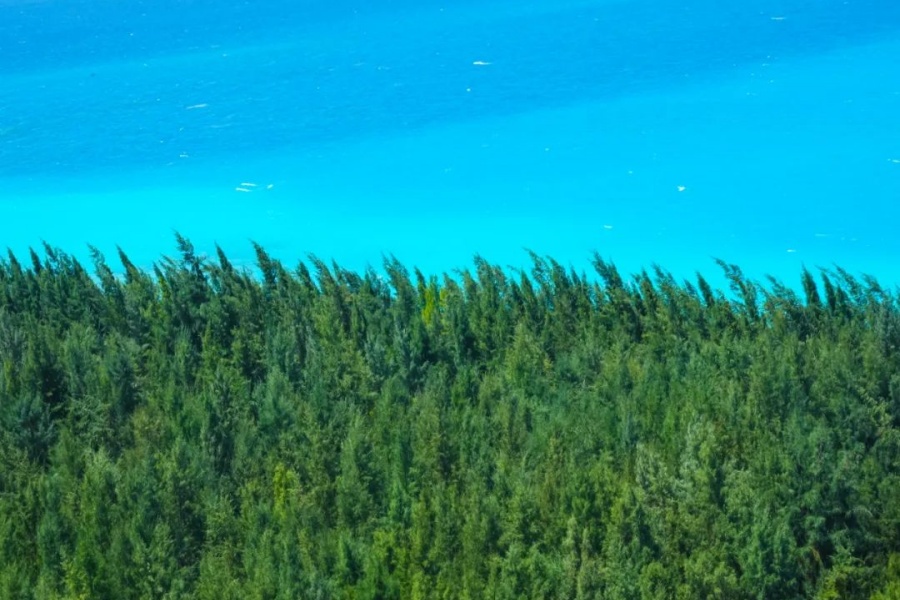 8.15南海诸岛的生态转变--从 “海洋沙漠 ”到绿色绿洲3.jpg