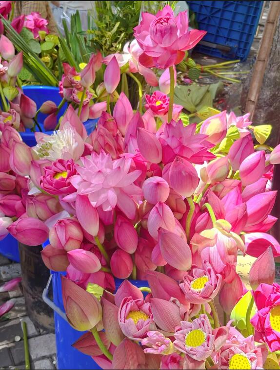 8.27来苏州爆火的荷花市集 把江南的夏天捧在手里1.jpg