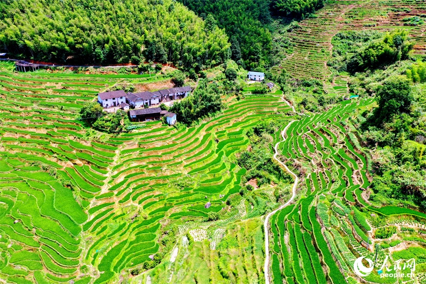 9.2江西崇义：初秋梯田景如画2.jpg