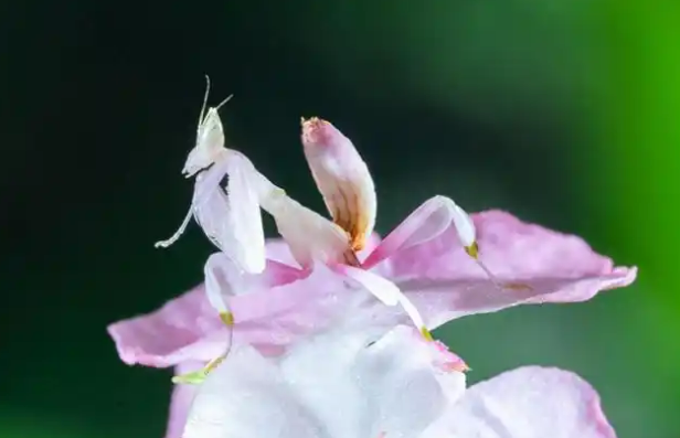 9.5远看是花近看是虫！云南德宏拍到兰花螳螂高清影像1.png