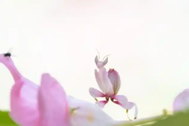 9.5远看是花近看是虫！云南德宏拍到兰花螳螂高清影像2.png