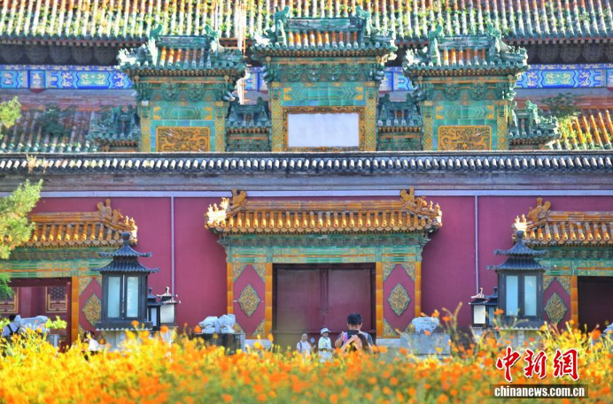 9.9金色秋日奇遇：北海公园万佛楼硫化菊花海为何成了打卡新宠？2.png