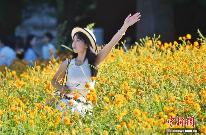9.9金色秋日奇遇：北海公园万佛楼硫化菊花海为何成了打卡新宠？3.png