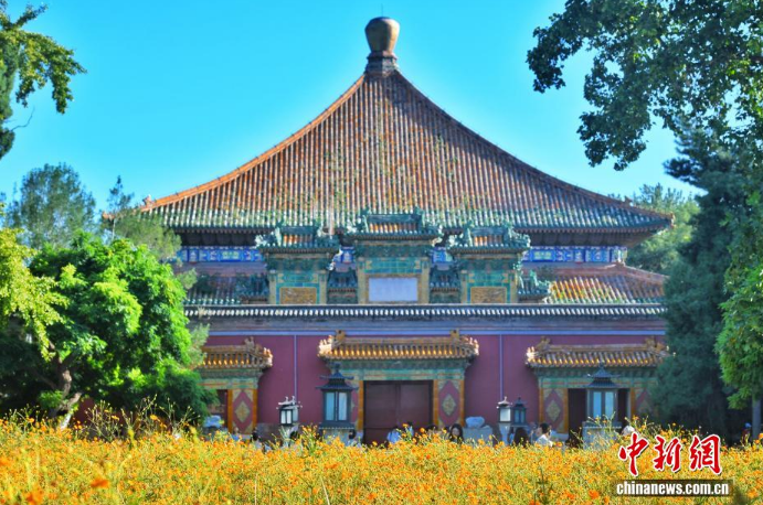 9.9金色秋日奇遇：北海公园万佛楼硫化菊花海为何成了打卡新宠？5.png