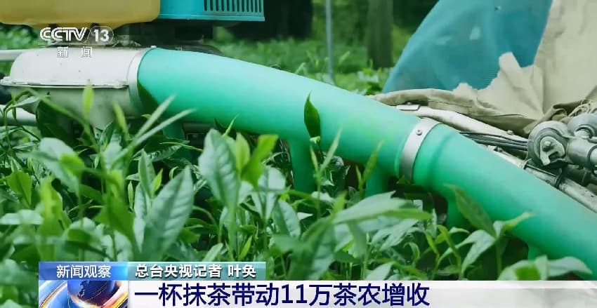 9.15北纬27度抹茶的“72变” 一杯抹茶带动11万茶农增收2.jpg