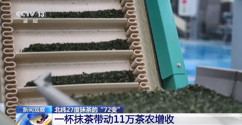9.15北纬27度抹茶的“72变” 一杯抹茶带动11万茶农增收3.jpg