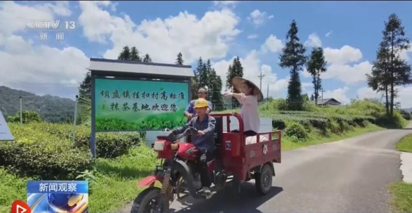 9.15北纬27度抹茶的“72变” 一杯抹茶带动11万茶农增收10.jpg