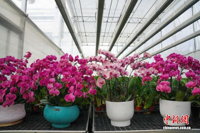 9.16广西花卉走出国门 民众从“有花”变成“有钱花”1.jpg