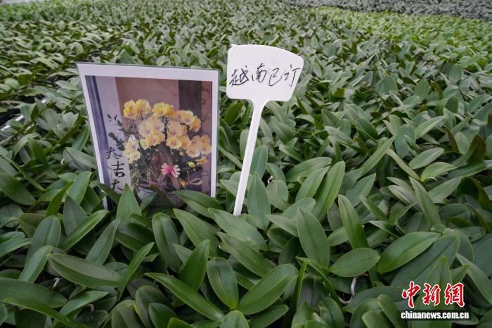 9.16广西花卉走出国门 民众从“有花”变成“有钱花”2.jpg