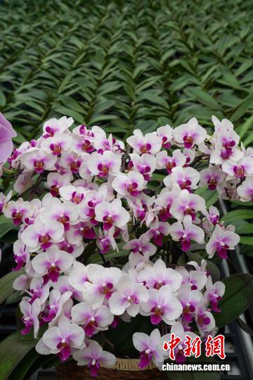 9.16广西花卉走出国门 民众从“有花”变成“有钱花”5.jpg