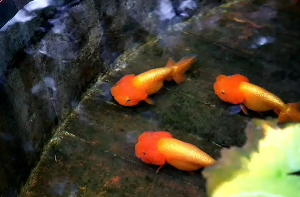 9.18北京：恭王府博物馆特展展出600余尾宫廷金鱼2.png
