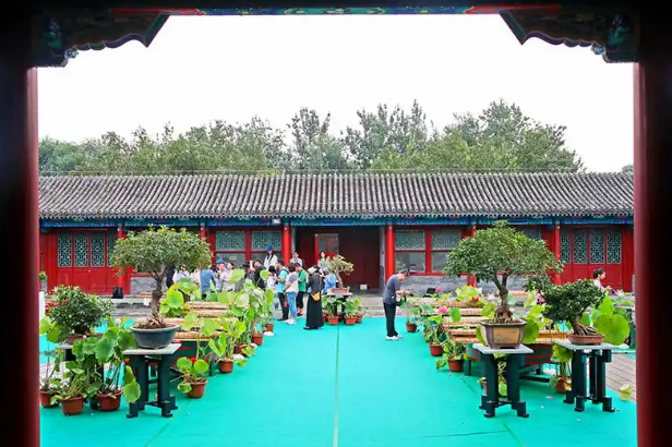 9.18北京：恭王府博物馆特展展出600余尾宫廷金鱼7.png