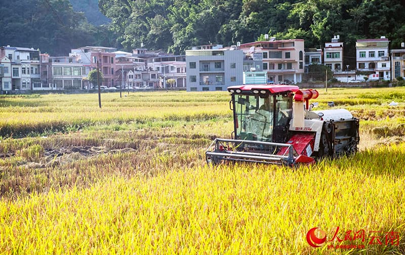 9.19文山广南：万亩八宝米喜获丰收1.jpg