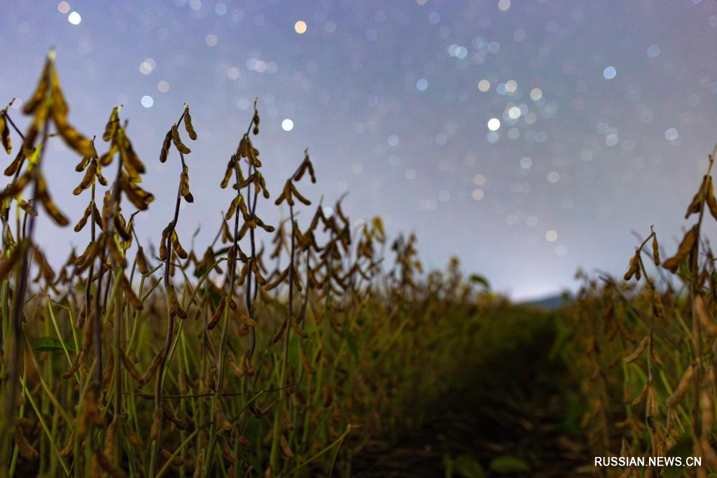 9.23“北大仓”黑龙江：累累硕果“约会”点点繁星2.jpg