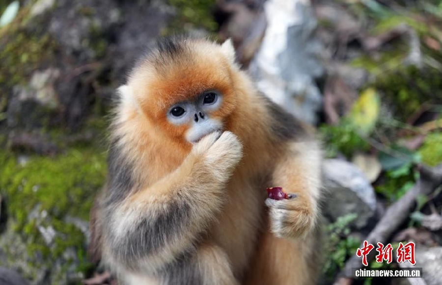 10.16九寨沟白河金猴谷：野生川金丝猴萌态十足1.jpg