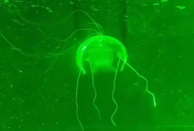 10.28“水下幽灵”问世 西工大研制透明仿生水母机器人1.png