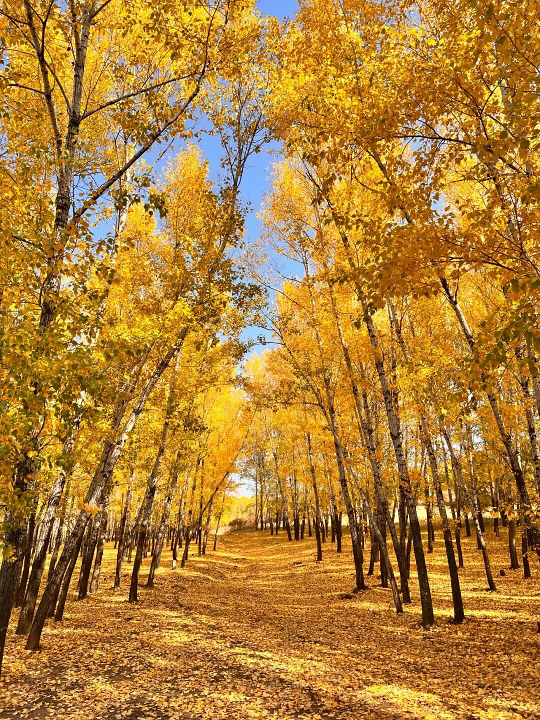 4.1 山河秋韵浓  04.jpg