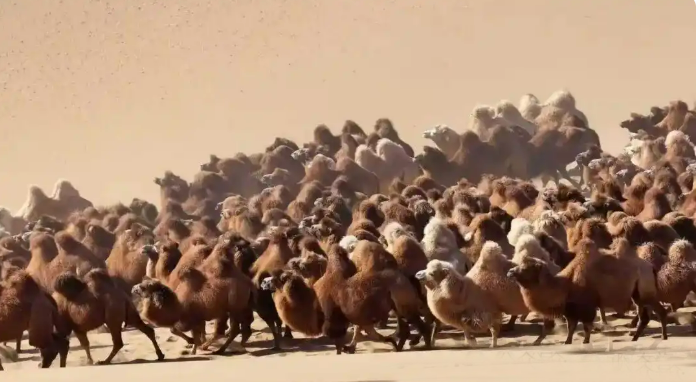 11.20驼铃声声踏沙行 阿拉善右旗骆驼冬季转场启幕1.png