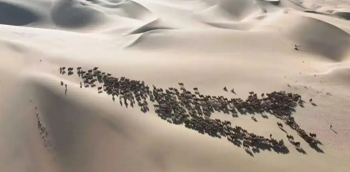 11.20驼铃声声踏沙行 阿拉善右旗骆驼冬季转场启幕3.png