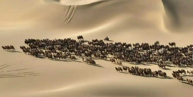 11.20驼铃声声踏沙行 阿拉善右旗骆驼冬季转场启幕2.png