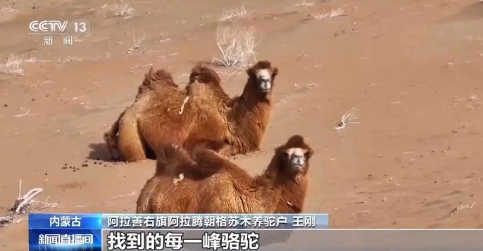 11.20驼铃声声踏沙行 阿拉善右旗骆驼冬季转场启幕9.png