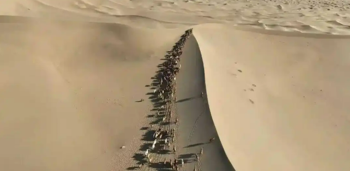 11.20驼铃声声踏沙行 阿拉善右旗骆驼冬季转场启幕4.png