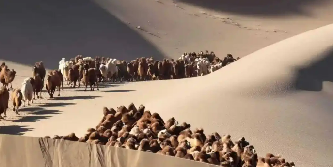 11.20驼铃声声踏沙行 阿拉善右旗骆驼冬季转场启幕6.png