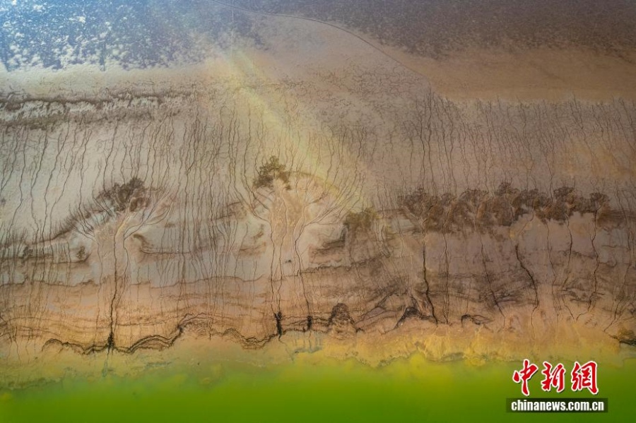 12.4甘肃永靖刘家峡水库低水位现奇观 裸露滩涂绽放“潮汐树”1.jpg