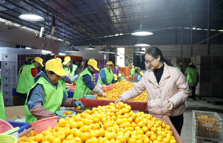 12.23江西南丰:蜜桔出口企业从“借船”到“掌舵” 让千年蜜桔香飘全球2.jpg