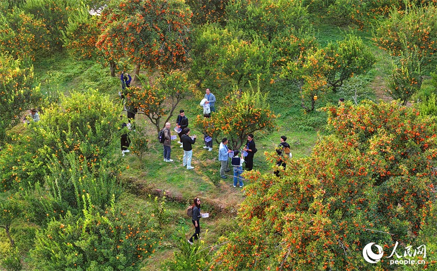 12.23江西南丰:蜜桔出口企业从“借船”到“掌舵” 让千年蜜桔香飘全球6.jpg