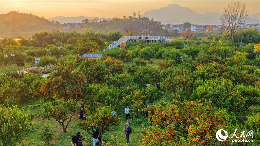 12.23江西南丰:蜜桔出口企业从“借船”到“掌舵” 让千年蜜桔香飘全球4.jpg