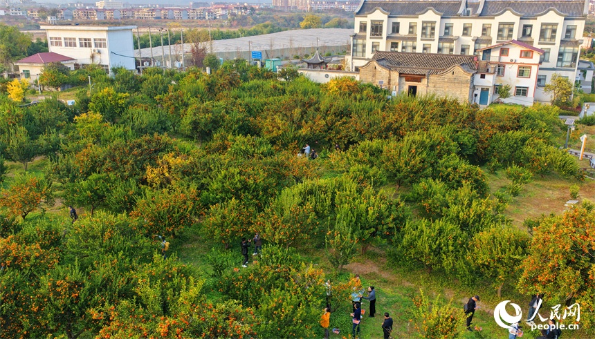 12.23江西南丰:蜜桔出口企业从“借船”到“掌舵” 让千年蜜桔香飘全球5.jpg