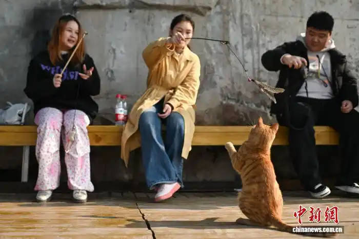 1.16为流浪猫筑“港湾” 重庆一猫猫主题乐园走红1.png