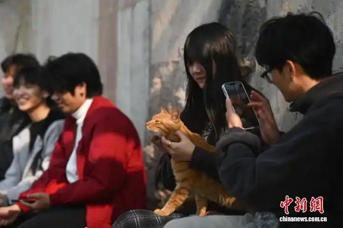 1.16为流浪猫筑“港湾” 重庆一猫猫主题乐园走红4.png