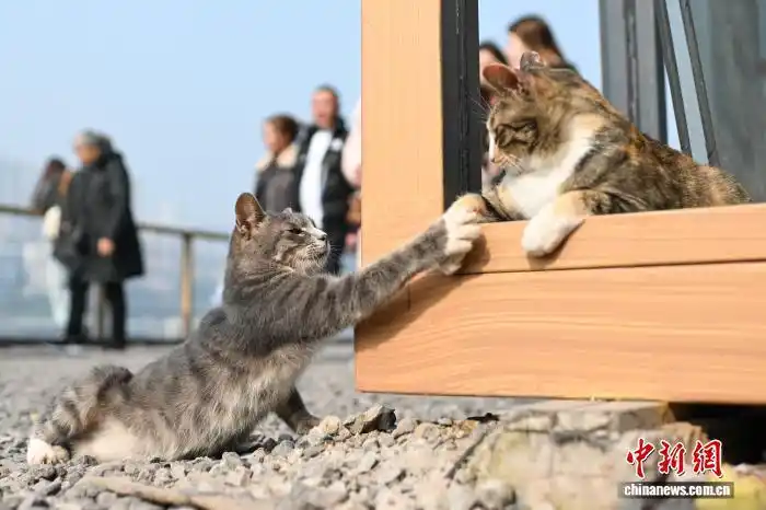 1.16为流浪猫筑“港湾” 重庆一猫猫主题乐园走红5.png