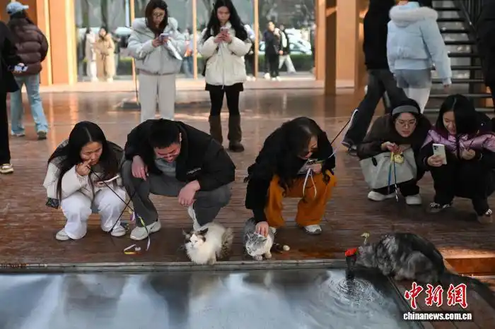 1.16为流浪猫筑“港湾” 重庆一猫猫主题乐园走红3.png