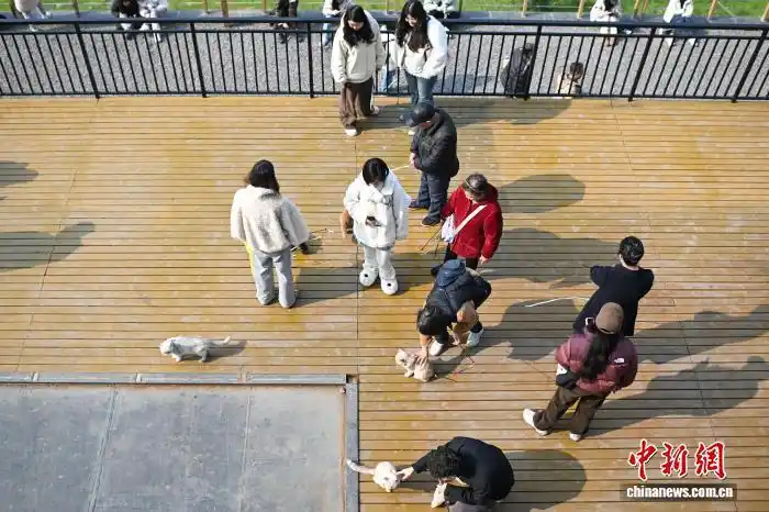 1.16为流浪猫筑“港湾” 重庆一猫猫主题乐园走红2.png