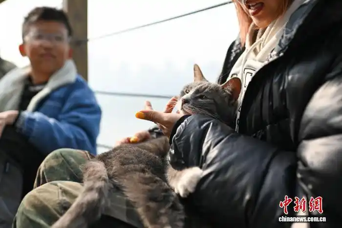 1.16为流浪猫筑“港湾” 重庆一猫猫主题乐园走红7.png