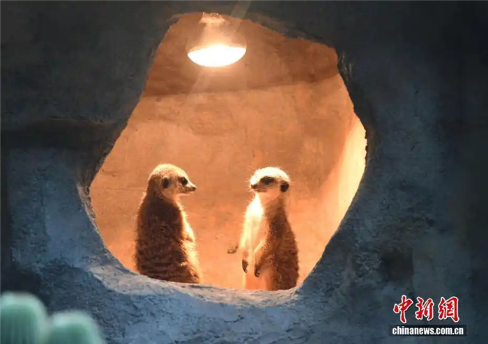 1.23重庆动物园定制“御寒套餐” 看动物们如何“花式御寒”1.jpg