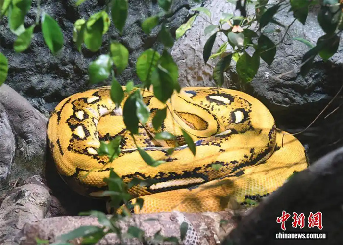 1.23重庆动物园定制“御寒套餐” 看动物们如何“花式御寒”5.jpg