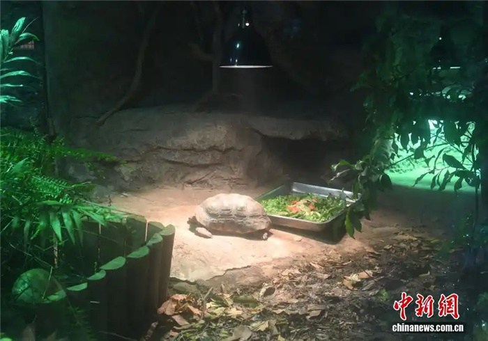 1.23重庆动物园定制“御寒套餐” 看动物们如何“花式御寒”3.jpg