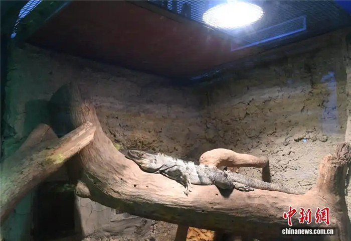 1.23重庆动物园定制“御寒套餐” 看动物们如何“花式御寒”4.jpg