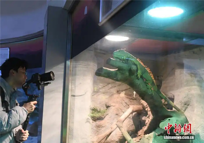 1.23重庆动物园定制“御寒套餐” 看动物们如何“花式御寒”2.jpg