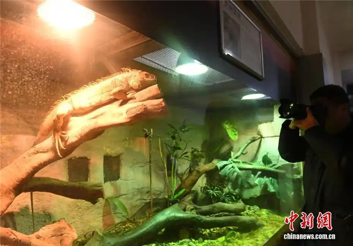 1.23重庆动物园定制“御寒套餐” 看动物们如何“花式御寒”6.jpg